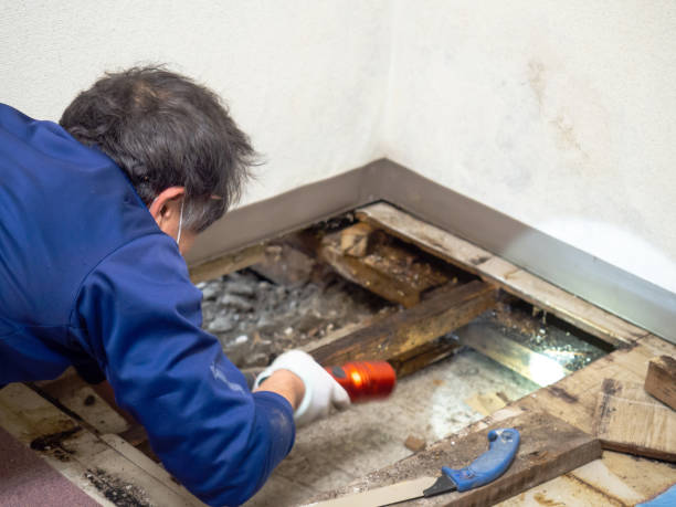Best Residential Mold Removal  in Wagoner, OK