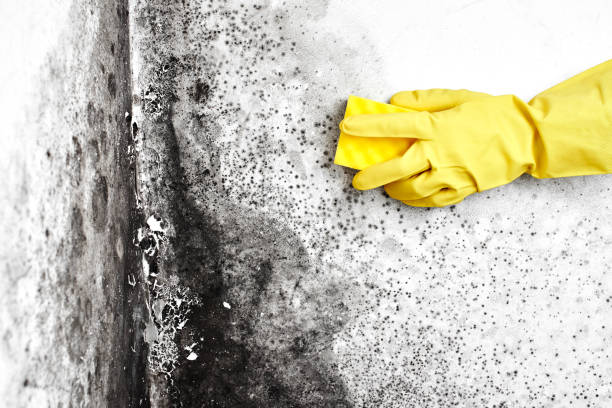 Best Black Mold Removal  in Wagoner, OK