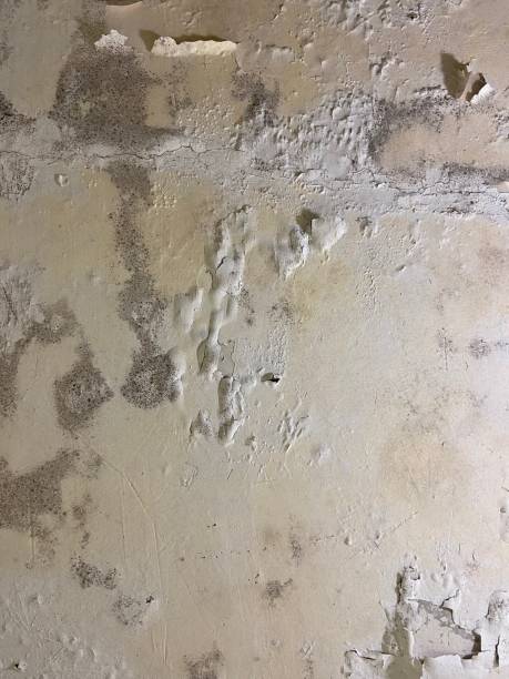 Best Crawl Space Mold Removal  in Wagoner, OK