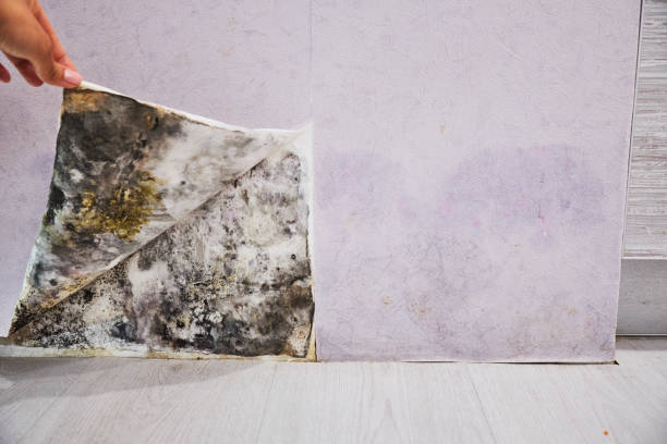 Best Affordable Mold Removal  in Wagoner, OK